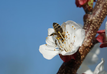 Biene - Marillenblüte
