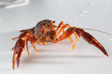 Red swamp crawfish