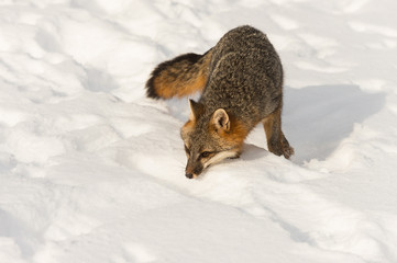 Grey Fox (Urocyon cinereoargenteus) Sniffs Forward in Snow Winter