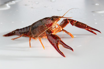 Red swamp crawfish