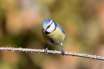 Closeup of Blue tit (Cyanistes caeruleus)