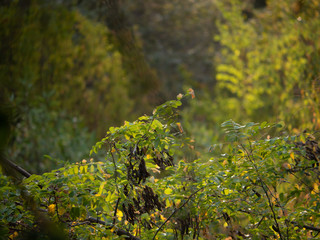 green moss on a tree