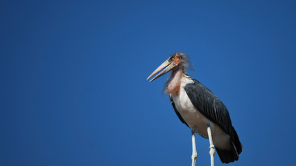 stork on a background