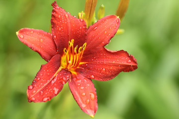 Red lily flower with rain drops macro showing details of petals stigma and  stamens