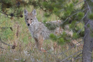 Coyote Posing for a picture