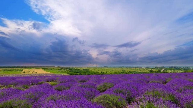 Time Lapse Of Fluffy Clouds Over A Field Of Lavender. 4K.