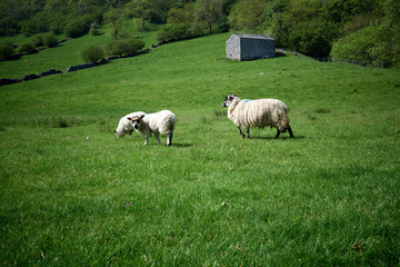 Three sheep standing in a green grass field. Two walking away, other looking at the camera with dry stone walls in the background. Small building on the hill. In Yorkshire, UK.