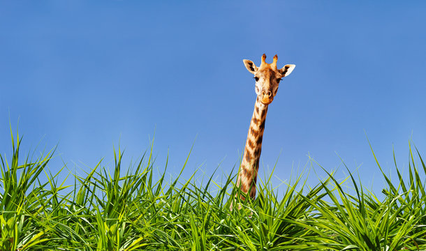 Giraffe Head And Neck From The Grass Over Blue Sky