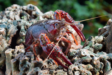 Red swamp crawfish