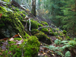 Obraz premium Beatiful autumn forest background with green moss, ferns, boulders, stones and autumn colored fallen leaves and tree branch.