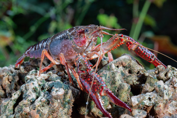 Red swamp crawfish
