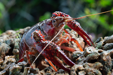 Red swamp crawfish