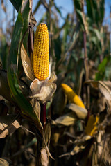 autumn is the time for harvest of hybrids of corn, mature cobs on the field
