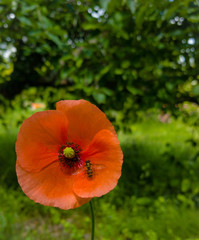 Fototapeta premium poppy in field
