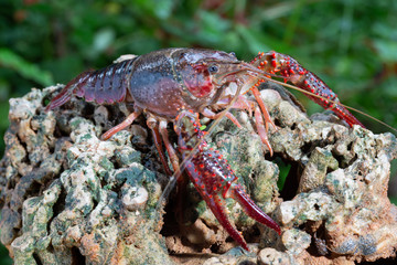 Red swamp crawfish