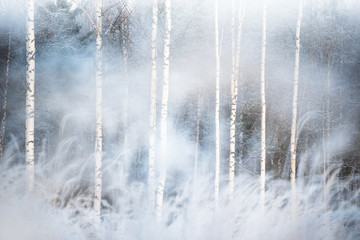 Birch tree forest behind snowy grasses, winter landscape in Finland
