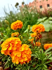 orange flowers in the garden