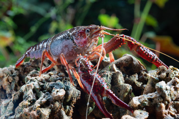 Red swamp crawfish