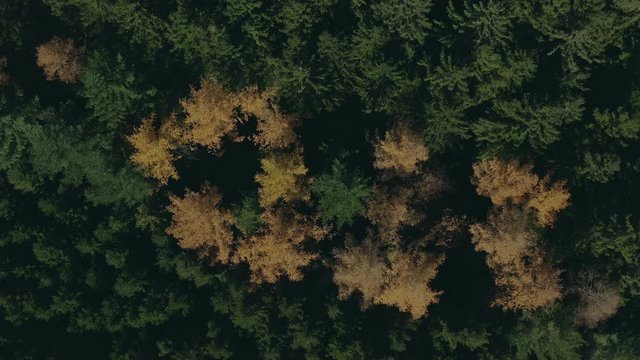 Flug über einen Mischwald im Herbst