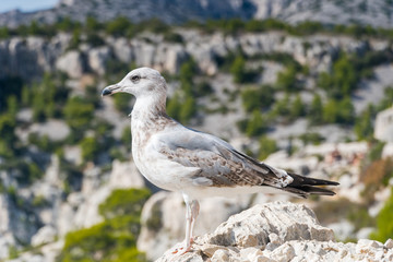 Portrait of seagull.