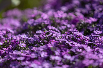 Macro image of purple perennial flowers