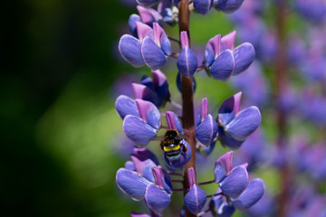 Cumblebee in mid air in front of flower