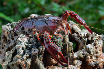 Red swamp crawfish