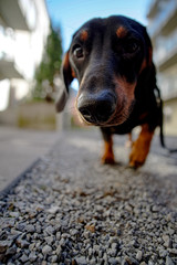 Close up of dachs hound