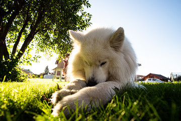 White huge dog is enjoying life
