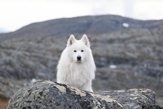 Samoyed looking at photographer