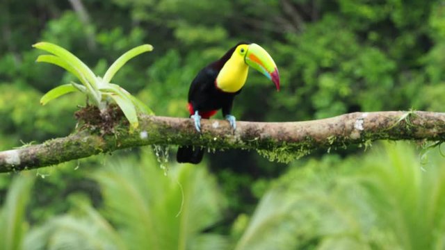 Keel-billed Toucan - Ramphastos sulfuratus  also known as sulfur-breasted toucan or rainbow-billed toucan, Latin American member of the toucan family, national bird of Belize.
