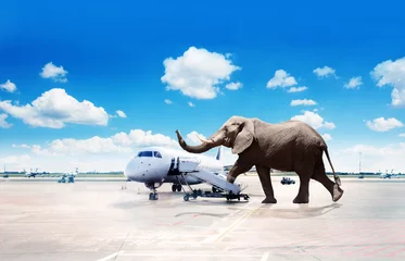 Fotobehang Big elephant oversized passenger board plane image © Sergey Novikov