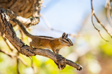 During our visit to Bryce Canyon National Park, Utah, USA, we walked the Navajo Trail. We came across a squirrel.