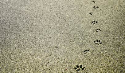 dog footprints in the sand