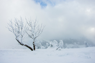 Fototapeta na wymiar winter landscape with tree and snow