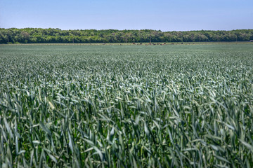 young green wheat, in the Ukrainian fields, the leader of the production of this culture