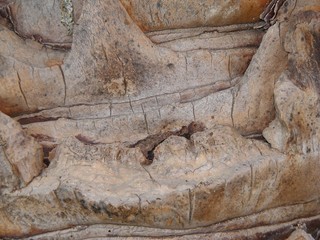 Beige and brown Bark of a palm tree closeup