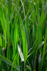 young green wheat, in the Ukrainian fields, the leader of the production of this culture