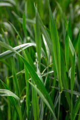 Obraz premium young green wheat, in the Ukrainian fields, the leader of the production of this culture