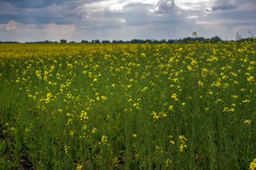 Obraz premium Flowering rapeseed canola or colza in the spring in the fields, the seeds of which are used in for green energy and oil industry, Ukraine is the leader in growing