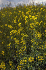 Flowering rapeseed canola or colza in the spring in the fields, the seeds of which are used in for green energy and oil industry, Ukraine is the leader in growing