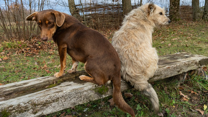 True friendship of two stray dogs. Conceptual for dogs-house.