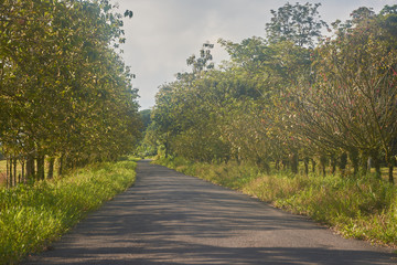 The road that goes to the La Pavona car park in Tortuguero, Costa Rica