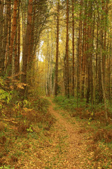  Path in forest 