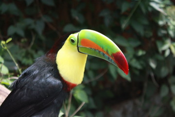 tucan