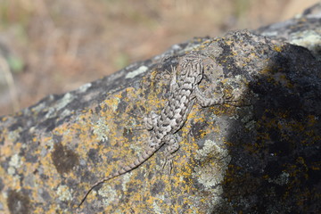 Obraz premium lizard on rock