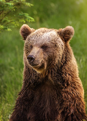 Obraz premium Porträt eines Braunbären in einem grünen Wald