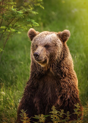 Porträt eines Braunbären in einem grünen Wald