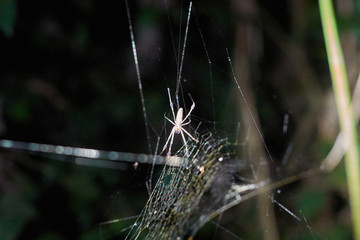 Spider in the night of Tortuguero, Costa Rica