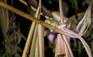 A basilisk rests at night in Tortuguero, Costa Rica